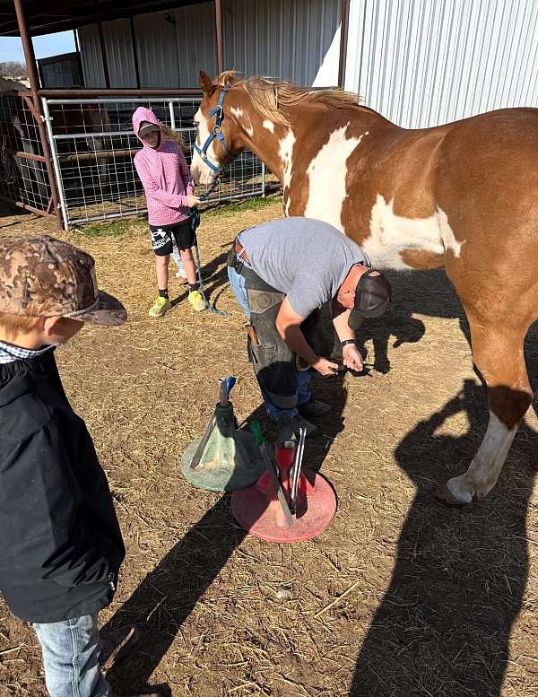 roping-paint-horse