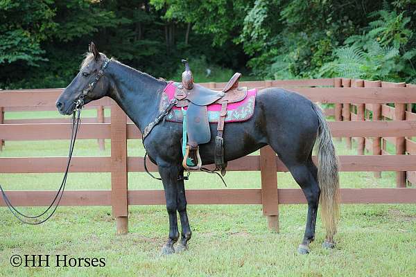 all-around-rocky-mountain-horse