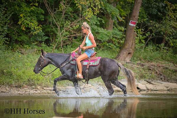 athletic-rocky-mountain-horse