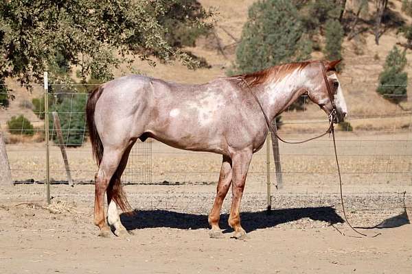 strawberry-roan-horse