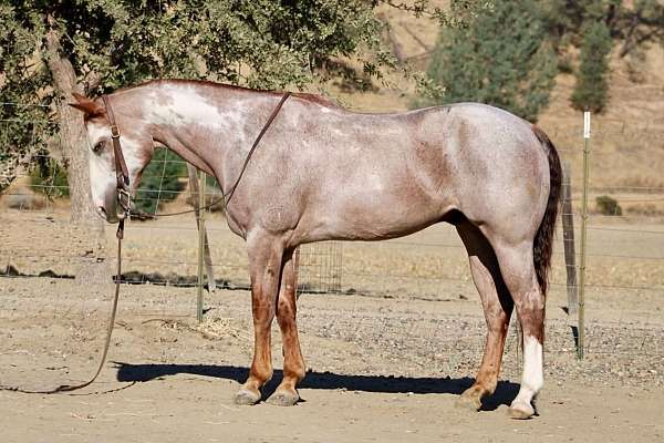 overo-strawberry-roan-horse