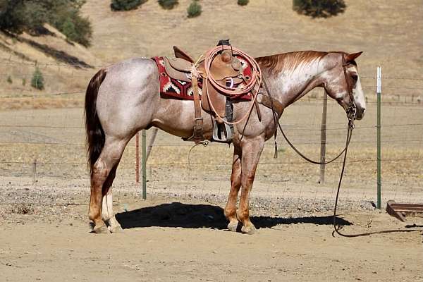 all-around-paint-horse