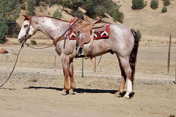 athletic-paint-horse