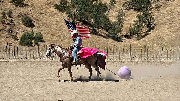 calf-roping-paint-horse