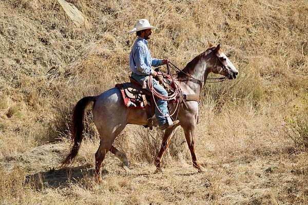 experienced-paint-horse