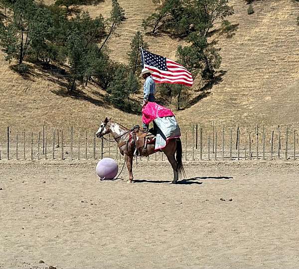 husband-safe-paint-horse