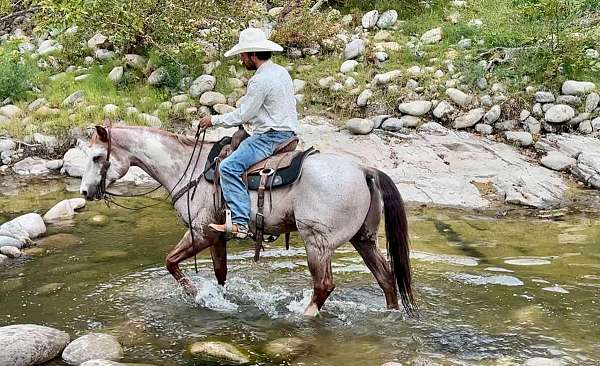 performance-paint-horse