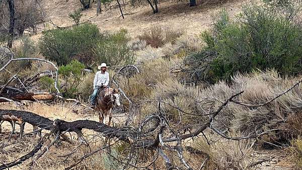 ranch-paint-horse