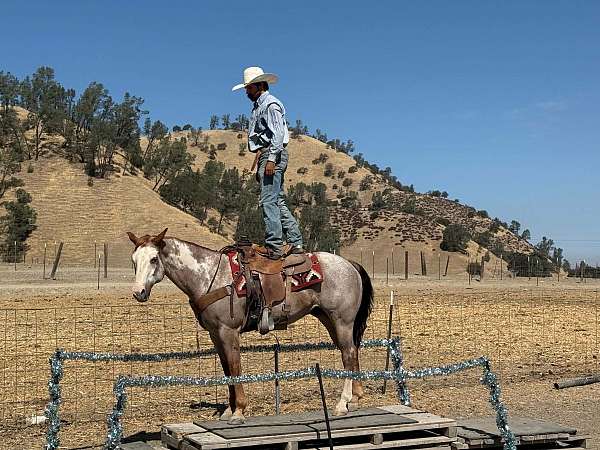 ranch-versatility-paint-horse