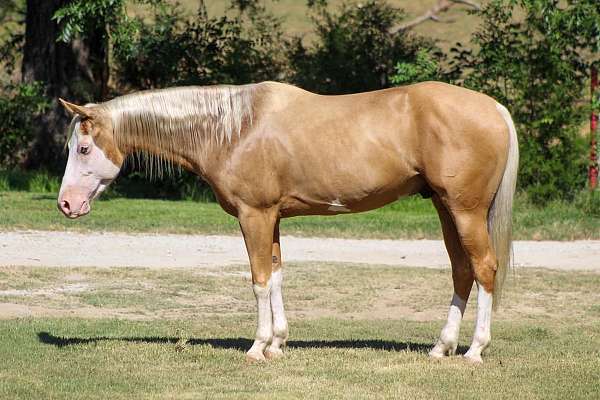 all-around-paint-horse