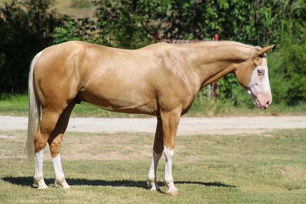beginner-paint-horse