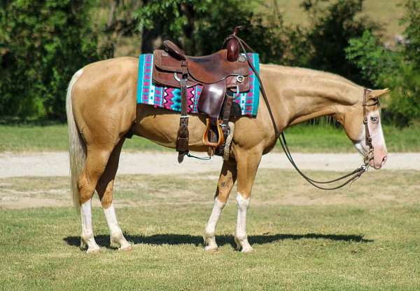 calf-roping-paint-horse