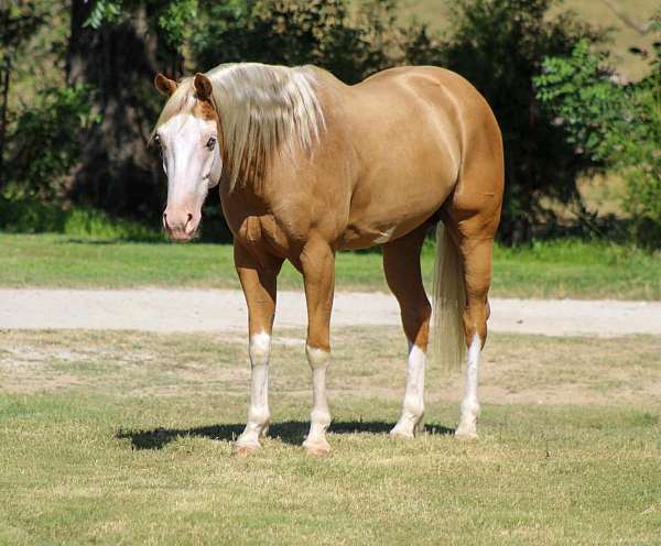 endurance-paint-horse