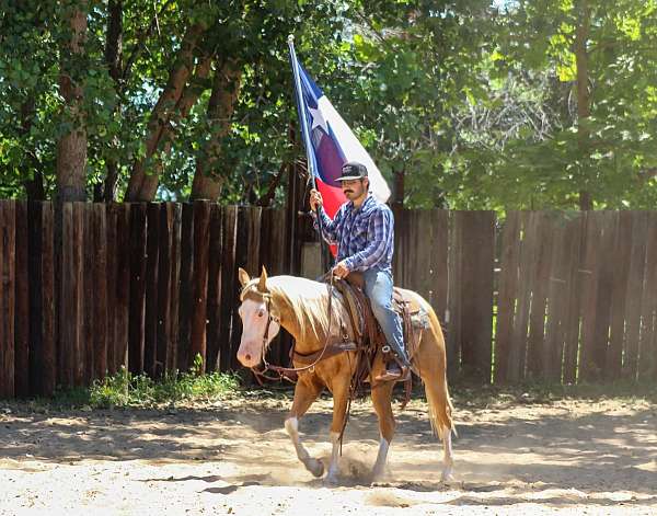 flashy-paint-horse