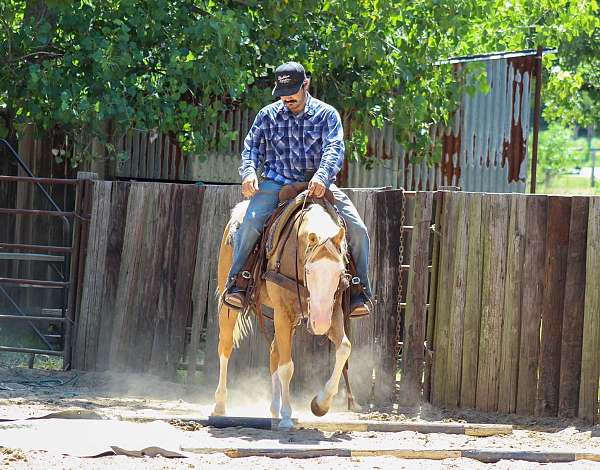 husband-safe-paint-horse