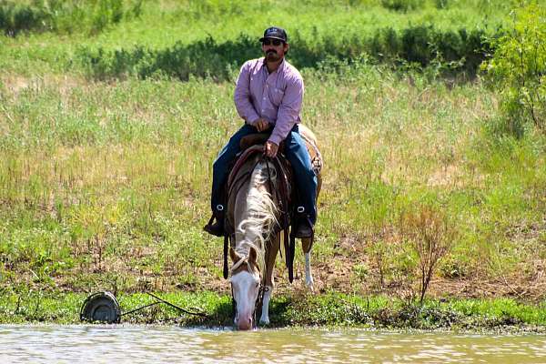 ranch-paint-horse