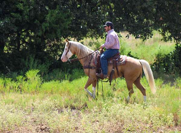 ranch-work-paint-horse