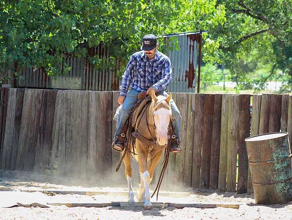 roping-paint-horse