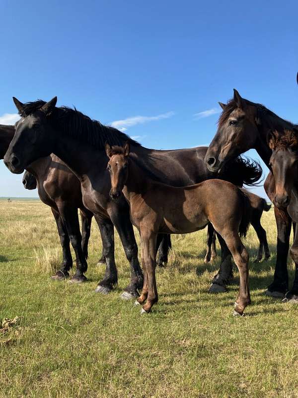 standardbred-x-horse