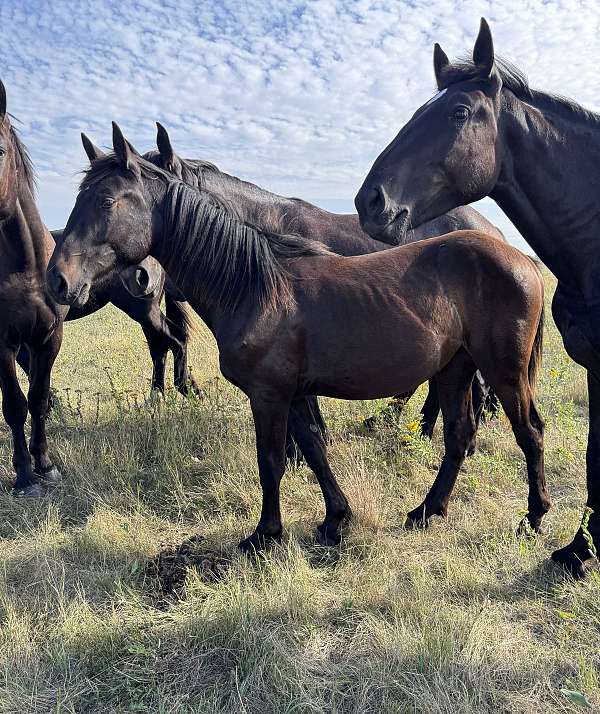 heads-filly