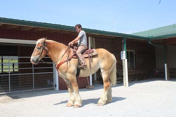 draft-horses-forsale-belgian