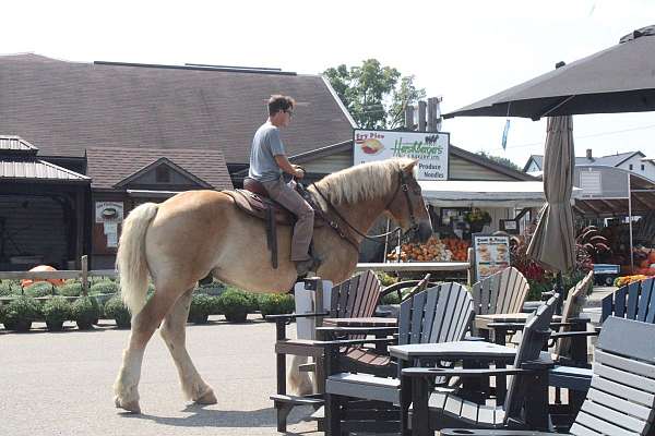 gentle-giants-belgian-horse