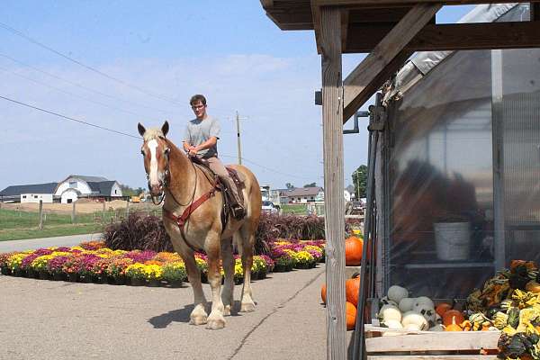 draft-horses-forsale