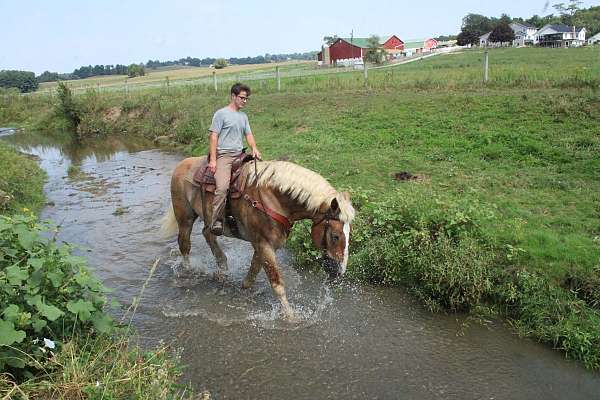draft-horses-forsale-gelding