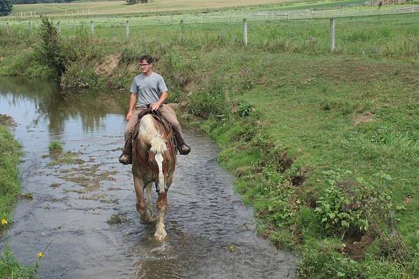 gentle-giants-gelding