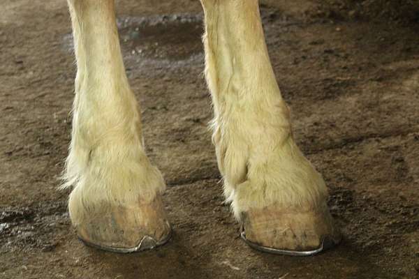 kidsafe-horses-gelding
