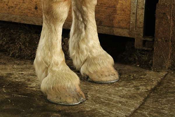 strip-white-mane-tail-horse
