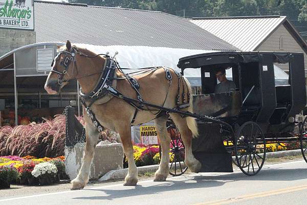 beginner-belgian-horse