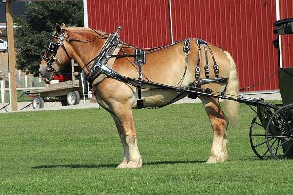 draft-belgian-horse