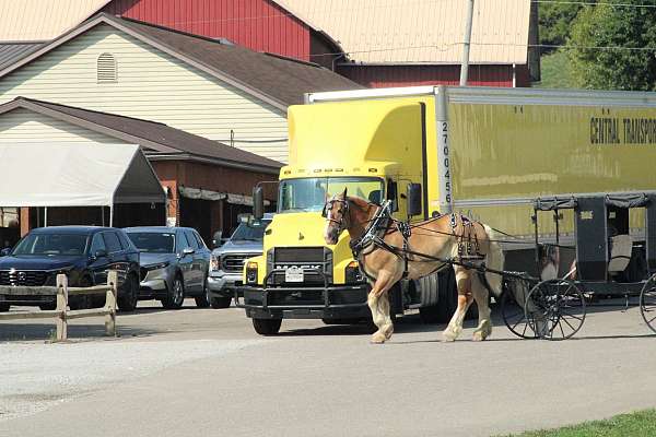 husband-safe-belgian-horse