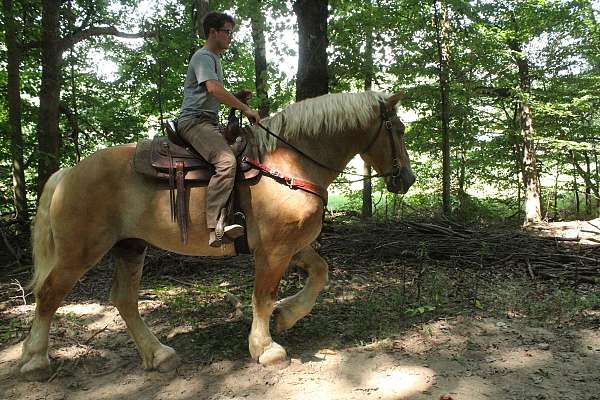 kid-safe-belgian-horse