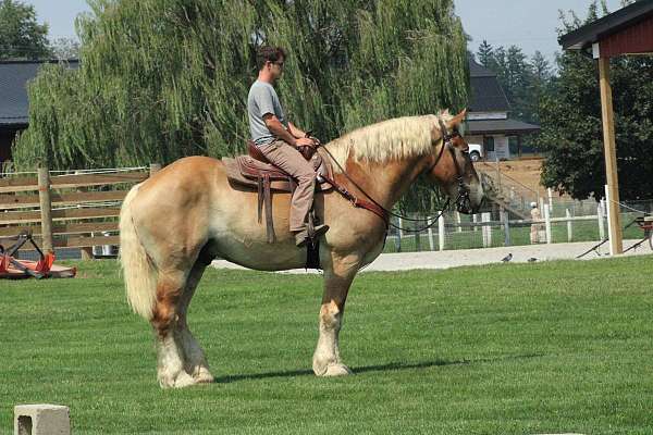 kidsafe-horses-belgian