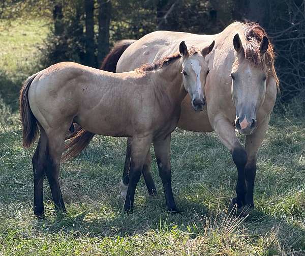 red-roan-roan-performance-reining-horse