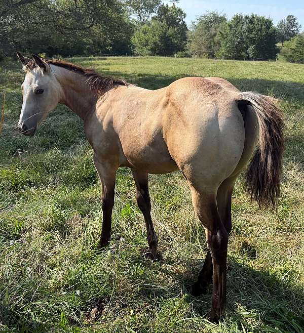 performance-reining-horse