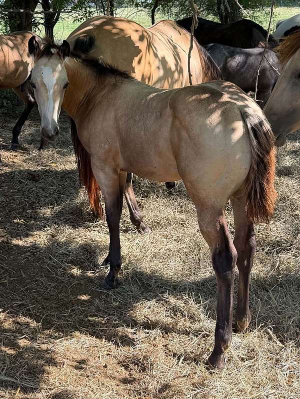 durable-horse