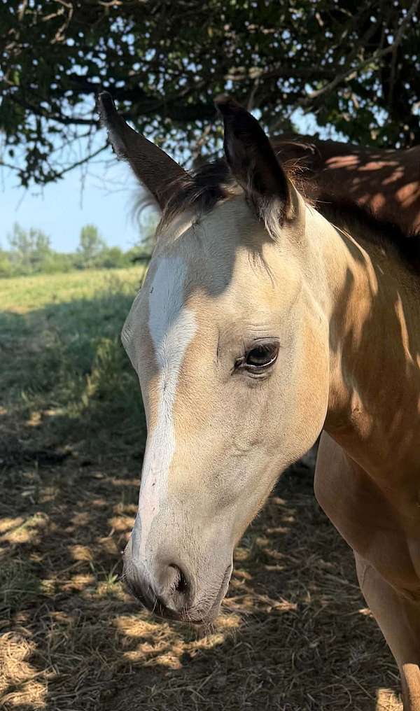 nrha-derby-horse
