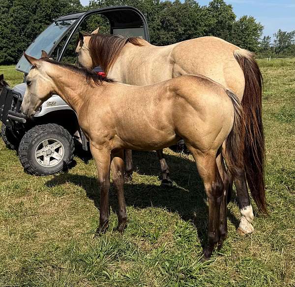 trainability-horse