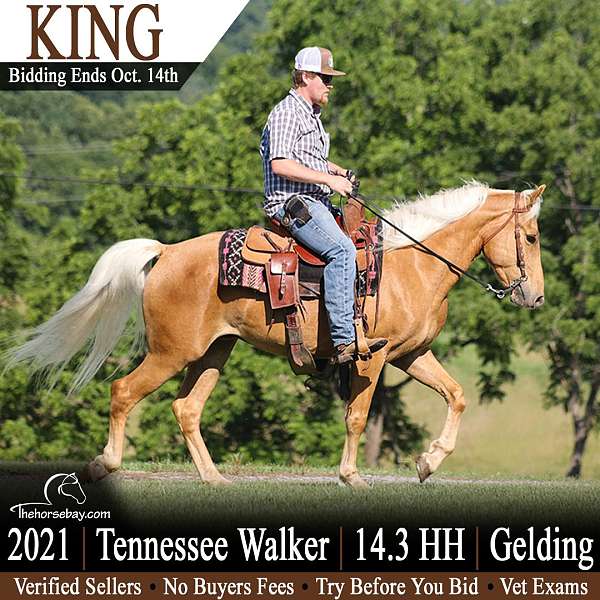 right-shoulder-small-white-mark-branded-horse
