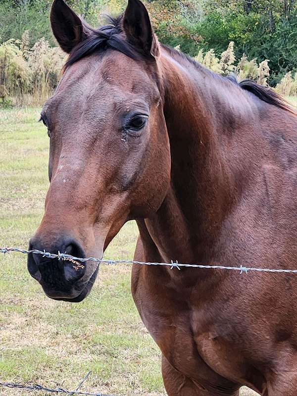 bay-none-horse