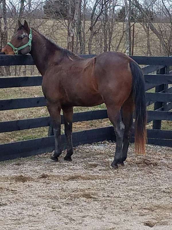 all-around-quarter-horse