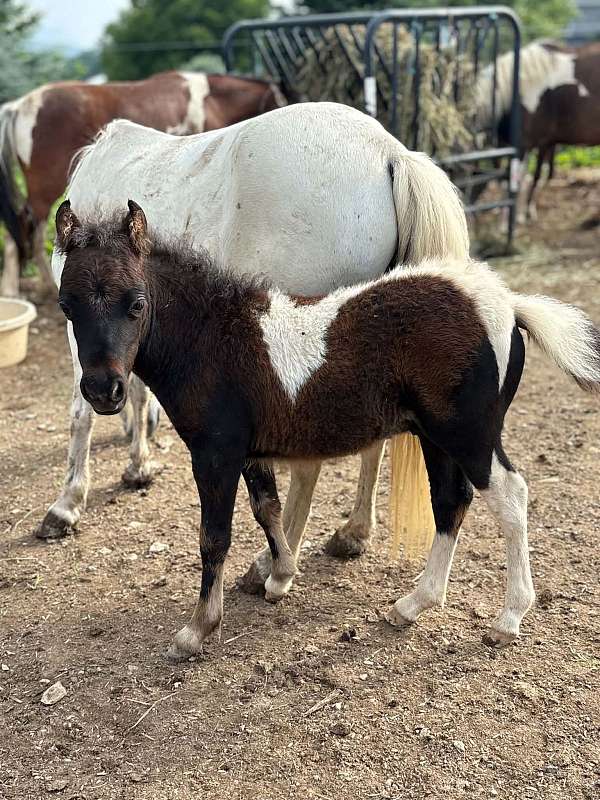 bay-white-therapy-horse