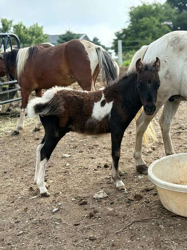 bay-white-amhr-colt