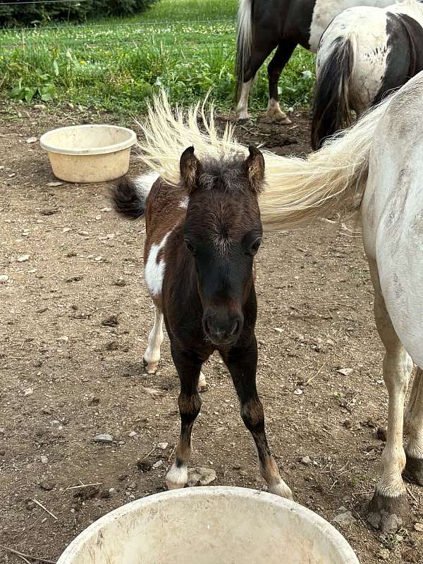 bay-white-amhr-horse