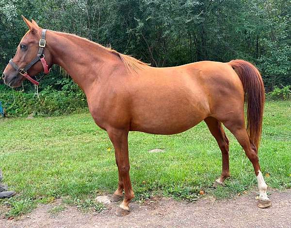 all-around-arabian-horse
