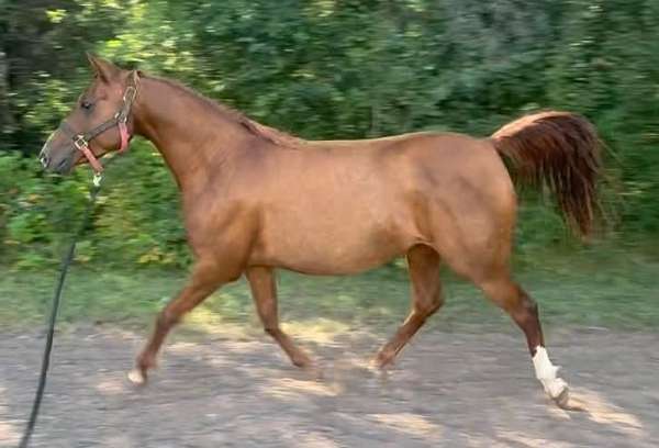 athletic-arabian-horse