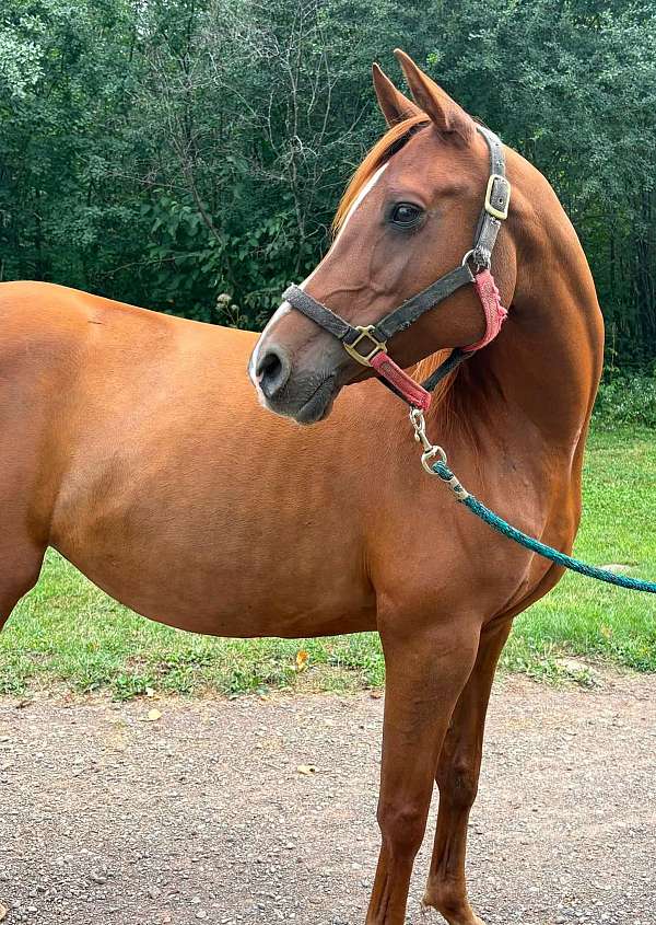 dressage-arabian-horse